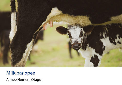 A young black and white calf under her mother