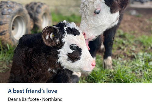 A young black and white calf licking another young calf