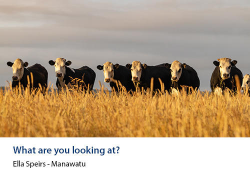 A line up of black cattle with grain in the foreground