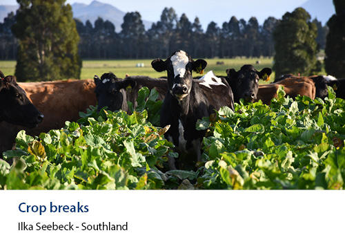 Dairy cows in a field of swedes