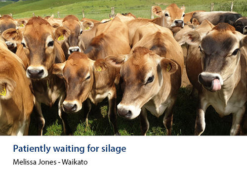Young caramel coloured Jersey cows in a row