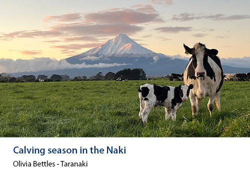 A young dairy cow next to its mother with a mountain in the background