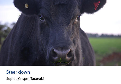 A close up of a black cow