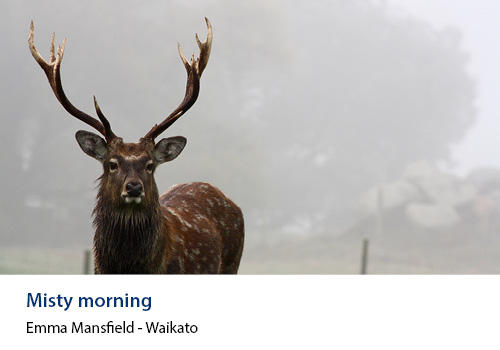 A stag with large antlers in a misty field