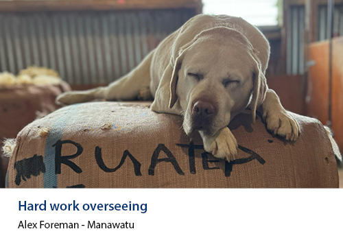 A white dog sleeping on a haybale