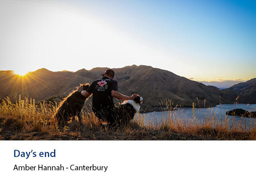 2 dogs and a man on a hilltop overlooking a lake at sunset