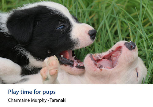 A close up of two young pups playing