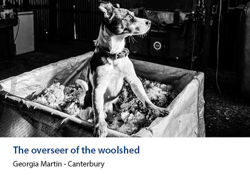 An alert small dog standing in a wool bale