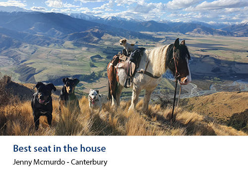 Dogs and a horse on top a hilltop with farmland in the background