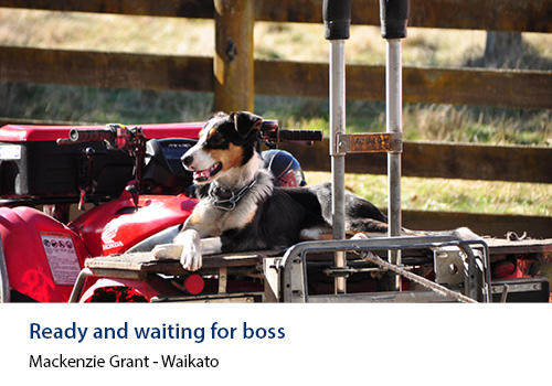A dog lying contentedly in the back of a quad bike