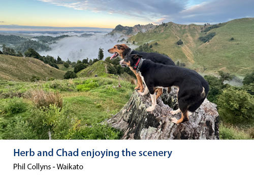 Dogs on a tree stump on a hill top with a lake in the background