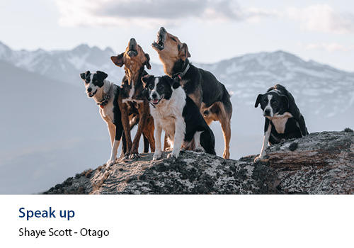 Dogs on a hilltop barking