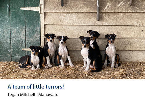 Young dogs sitting in front of a wooden shed