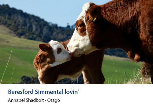 A young calf and mother kiss