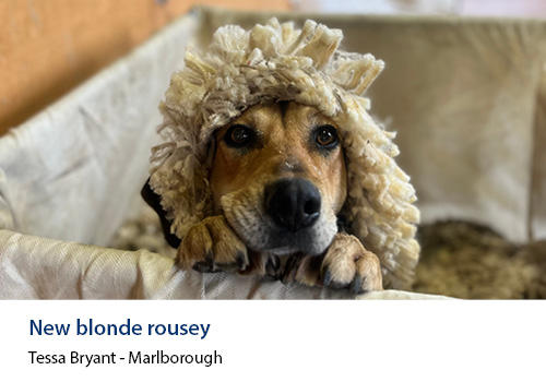 A light brown dog with sheep wool on its head