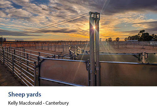 An empty saleyard with a sunrise in the background
