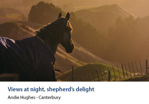 A horse on a hilltop with a dusky background