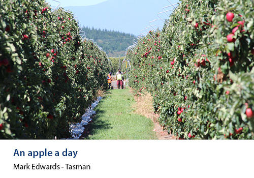 A row of apple trees in an orchard