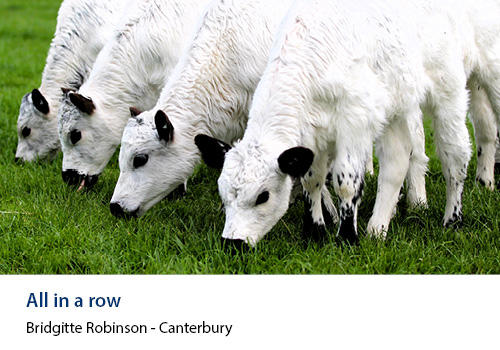 Four white cattle in a row eating grass