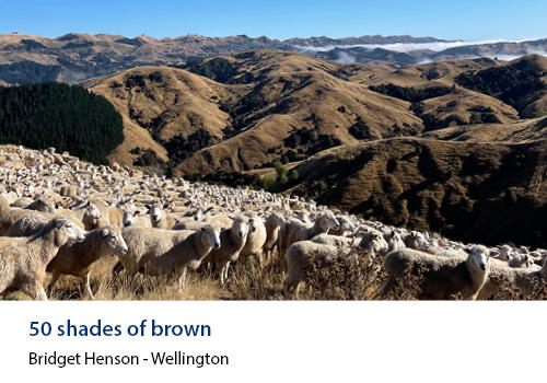 Sheep on a hillside