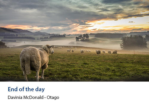 A sheep looking out over a field with sunset