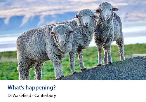 Three merino sheep on a rock