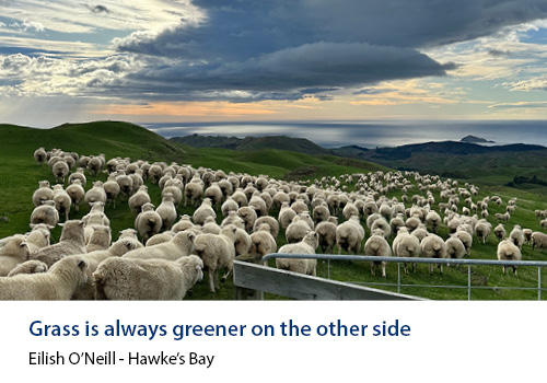 Sheep on a hilltop with a cloudy sky