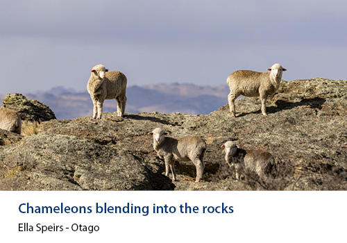 Sheep on top of a rocky outcrop