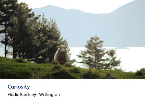 A sheep on a hill with a lake in the background