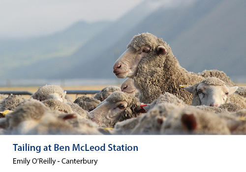 A sheep in a flock head a shoulder above the rest