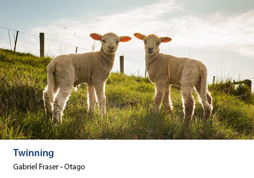 Two lambs looking at the camera