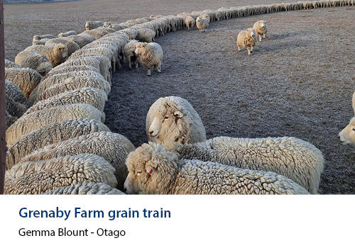 Sheep eating grain in a curve