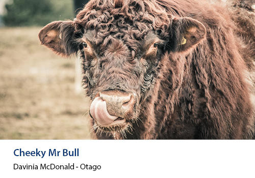 A brown cow close up