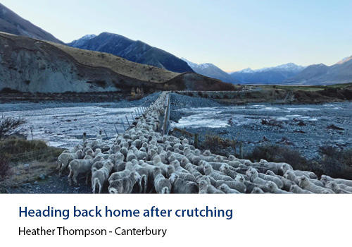 Sheep crossing a bridge culvert