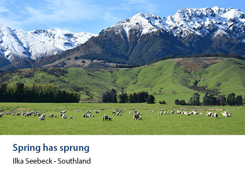 Sheep in a field with mountains in the background