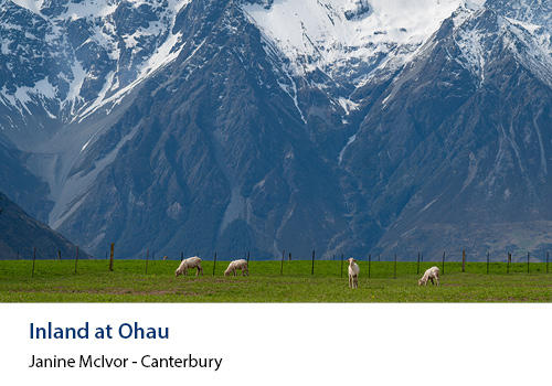 Sheep in a field with mountains in the background