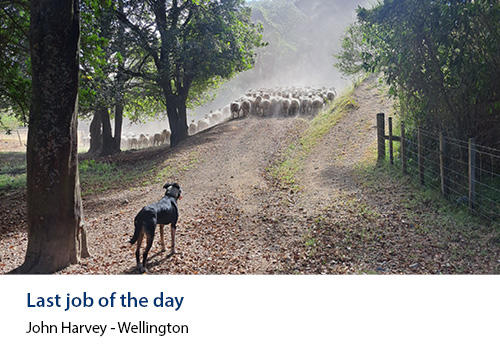 A dog herding sheep up a road