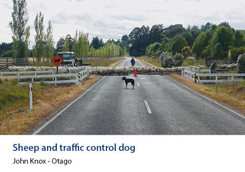 Sheep crossing a road