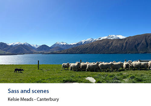 Sheep in a field by a lake