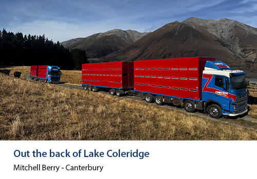 2 red sheep transport trucks on the road
