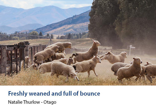 Sheep jumping into a field