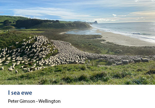 Sheep in a field next to a beach