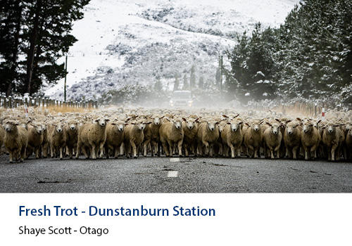 A flock of sheep walking down a road