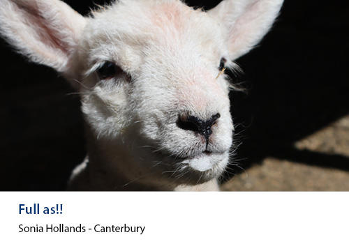 A lamb close up after feeding