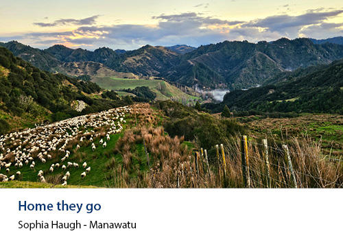 Sheep in a field with mountains in the background