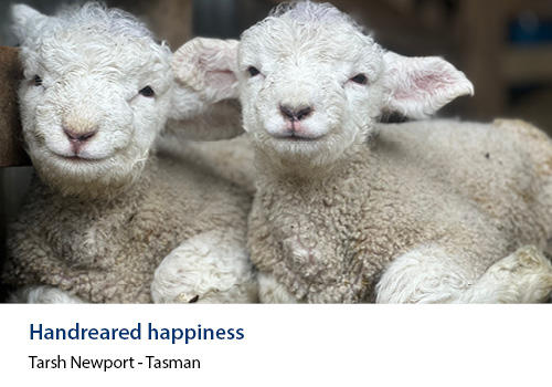Two lambs smiling