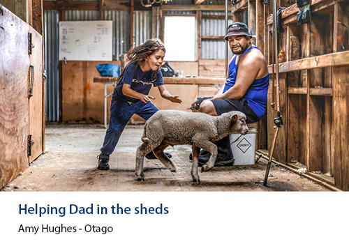 A young boy catching a lamb in the shearing shed