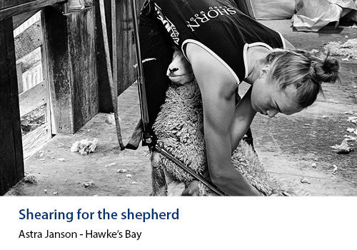 A young woman shearing a sheep