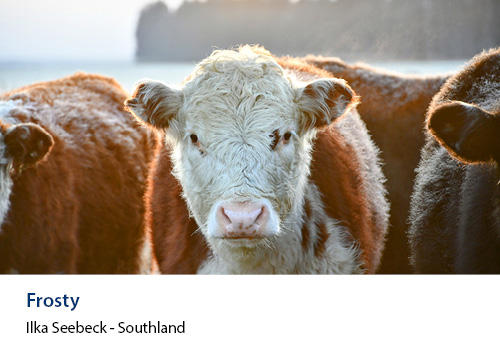 A close up of a white and brown cow