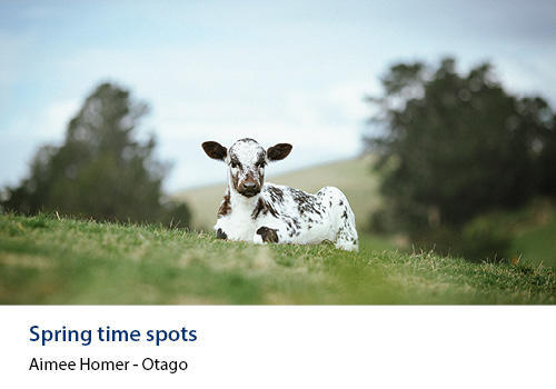 A calf in a field